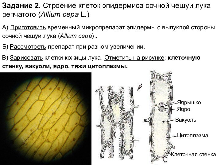 Задание 2. Строение клеток эпидермиса сочной чешуи лука репчатого (Allium cepa L.)А)