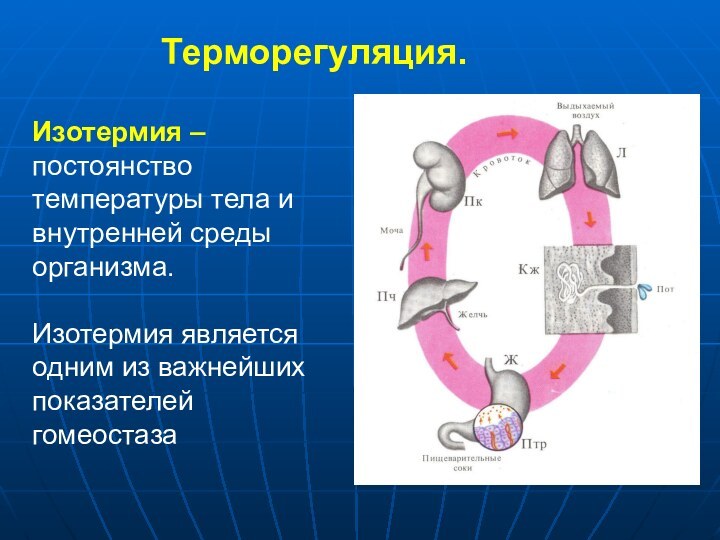 Терморегуляция.Изотермия – постоянство температуры тела и внутренней среды организма.Изотермия является одним из важнейших показателей гомеостаза