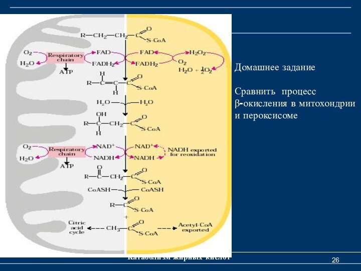 Катаболизм жирных кислотДомашнее заданиеСравнить процессβ-окисления в митохондрии и пероксисоме