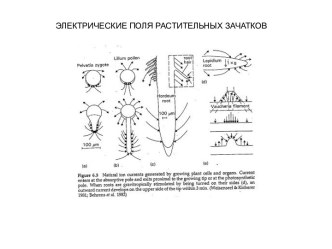 Электрические поля растительных зачатков