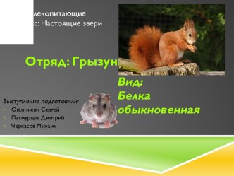 Отряд: Грызуны