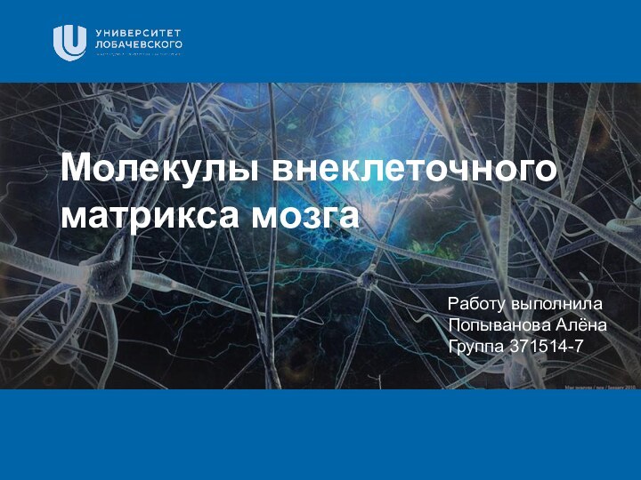 Молекулы внеклеточного матрикса мозгаРаботу выполнилаПопыванова АлёнаГруппа 371514-7