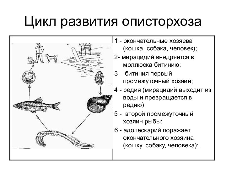 Цикл развития описторхоза