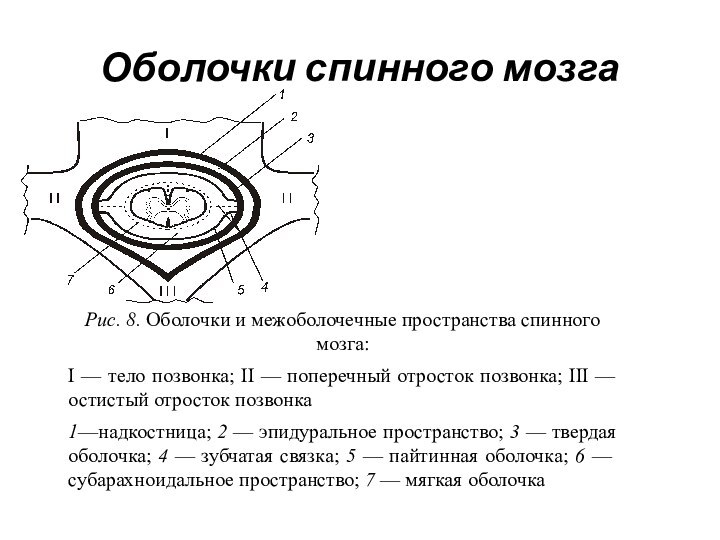 Оболочки спинного мозгаРис. 8. Оболочки и межоболочечные пространства спинного мозга:I — тело позвонка;