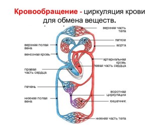 Кровь и кровообращение