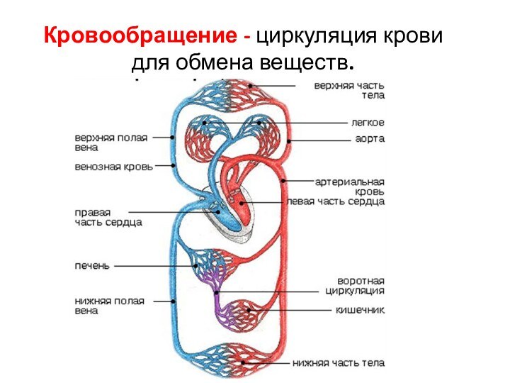 Кровообращение - циркуляция крови для обмена веществ.