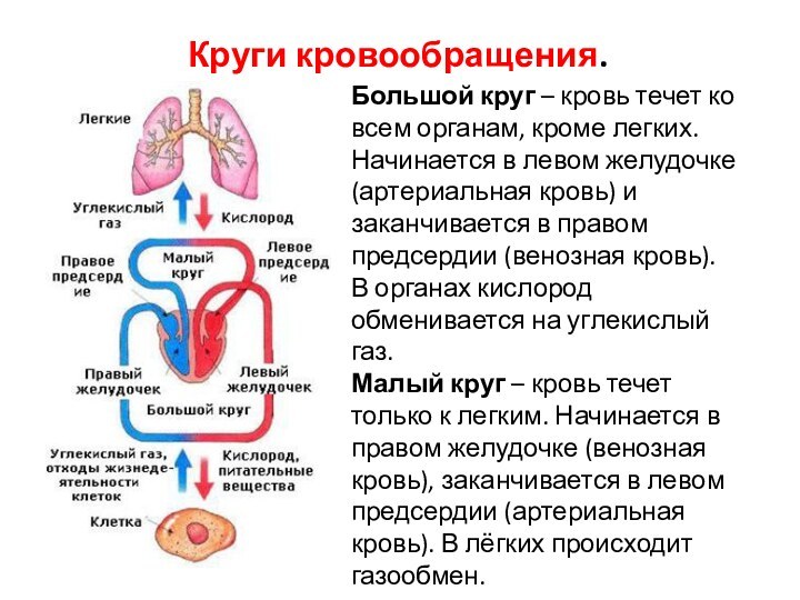 Круги кровообращения.Большой круг – кровь течет ко всем органам, кроме легких. Начинается