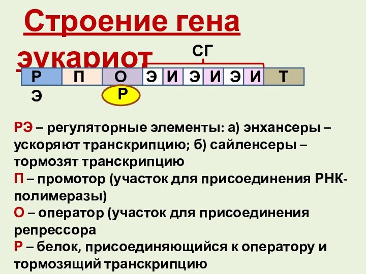 Строение гена эукариотРЭПОСГЭЭЭИИИТРЭ – регуляторные элементы: а) энхансеры – ускоряют транскрипцию;