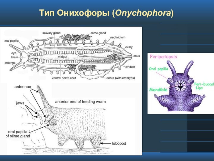 Тип Онихофоры (Onychophora)