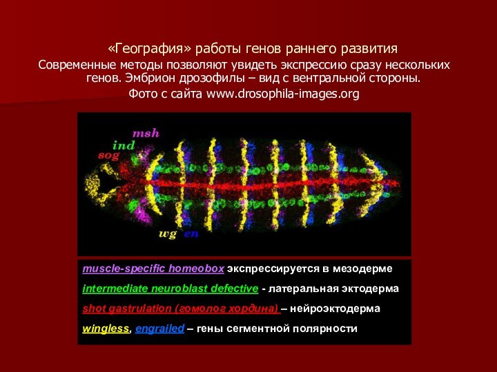 «География» работы генов раннего развитияСовременные методы позволяют увидеть экспрессию сразу