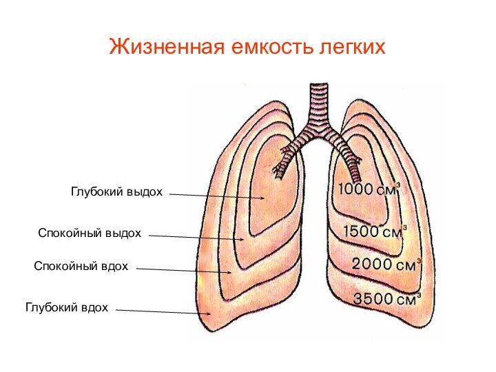 Жизненная емкость легких  Глубокий выдохСпокойный выдохСпокойный вдохГлубокий вдох