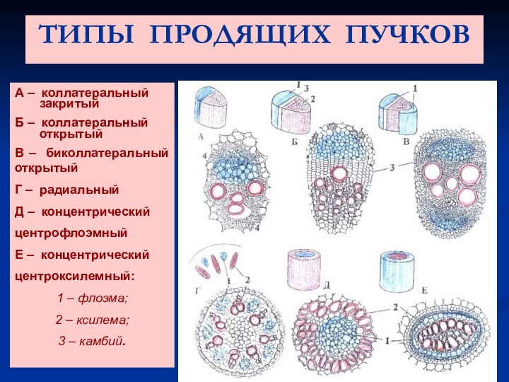 ТИПЫ ПРОДЯЩИХ ПУЧКОВА – коллатеральный    закритыйБ – коллатеральный