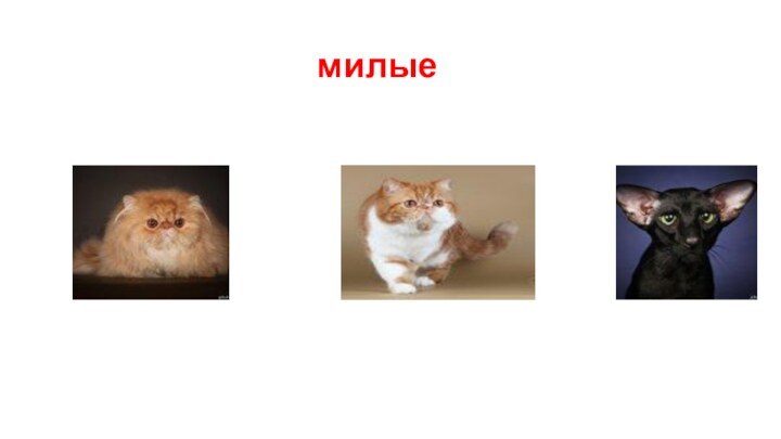 милые