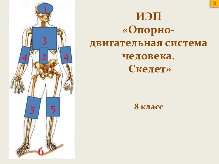 6ИЭП «Опорно-двигательная система человека. Скелет» 8 класс1324455Х