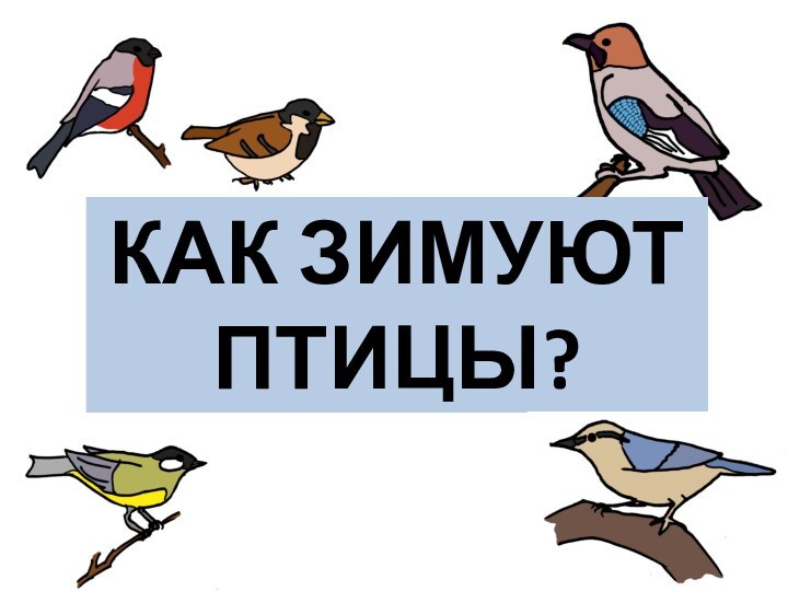 КАК ЗИМУЮТ ПТИЦЫ?