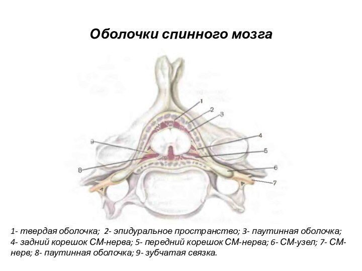 Оболочки спинного мозга1- твердая оболочка; 2- эпидуральное пространство; 3- паутинная оболочка; 4-