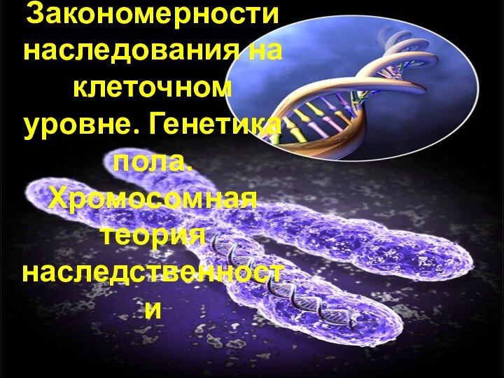 Закономерности наследования на клеточном уровне. Генетика пола. Хромосомная теория наследственности