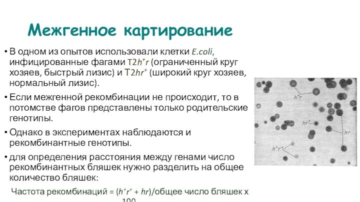 Межгенное картированиеВ одном из опытов использовали клетки E.coli, инфицированные фагами T2h+r (ограниченный