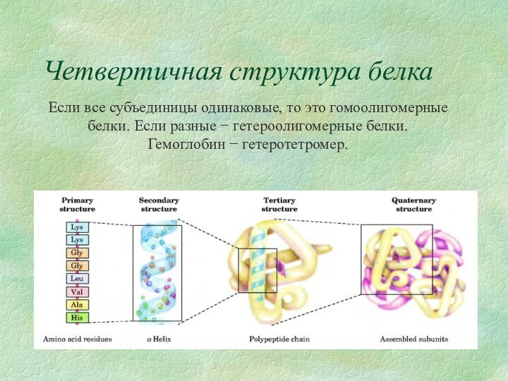 Четвертичная структура белкаЕсли все субъединицы одинаковые, то это гомоолигомерные белки. Если разные