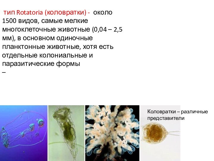 тип Rotatoria (коловратки) - около 1500 видов, самые мелкие многоклеточные животные