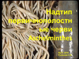 Надтип Первичнополостные черви Aschelminthes
