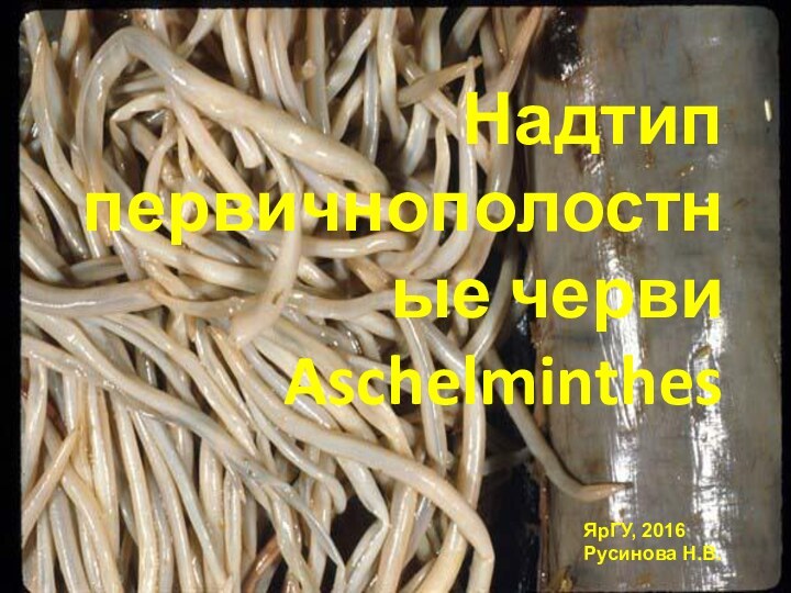 Надтип первичнополостные черви AschelminthesЯрГУ, 2016Русинова Н.В.