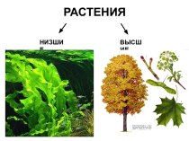 Ткани растений