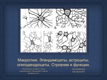 Макроглия. Эпендимоциты, астроциты, олигодендроциты. Строение и функции