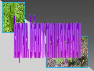 Папоротники. Особенности строения и жизнедеятельности