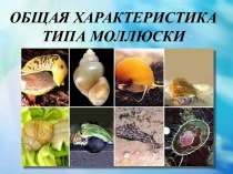 Общая характеристика типа Моллюски