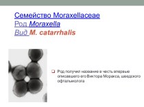 Семейство Moraxellaceae. Род Moraxella. Вид M. catarrhalis