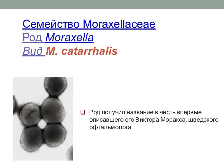 Семейство Moraxellaceae Род Moraxella Вид M. catarrhalis   Род получил название