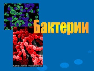 Бактерии. История изучения бактерий