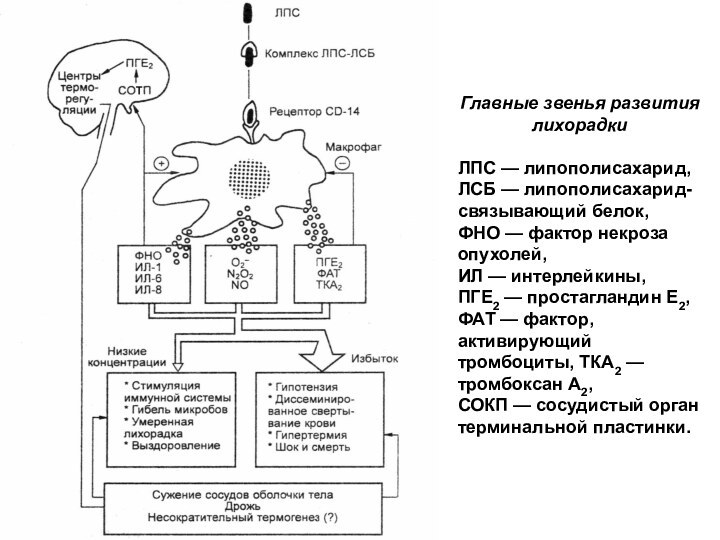 Главные звенья развития лихорадкиЛПС — липополисахарид, ЛСБ — липополисахарид-связывающий белок, ФНО —