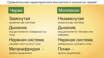 Сравнительная характеристика моллюсков и кольчатых червей