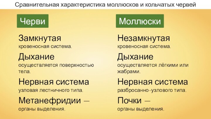 Сравнительная характеристика моллюсков и кольчатых червейЗамкнутаякровеносная система.Дыханиеосуществляется поверхностью тела.Нервная системаузловая лестничного типа.Метанефридии