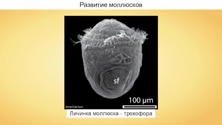 Личинка моллюска - трохофораРазвитие моллюсковDaniel J Jackson