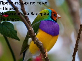 Перья. Типы перьев