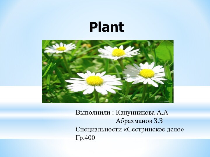 PlantВыполнили : Канунникова А.А