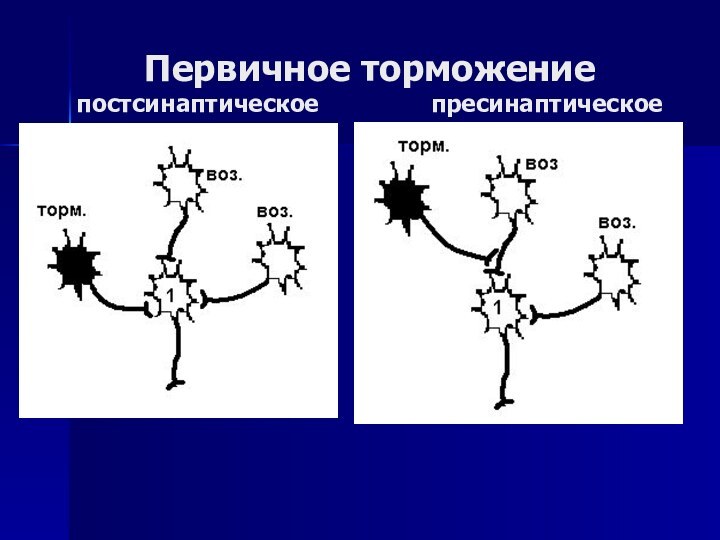 Первичное торможение постсинаптическое        пресинаптическое