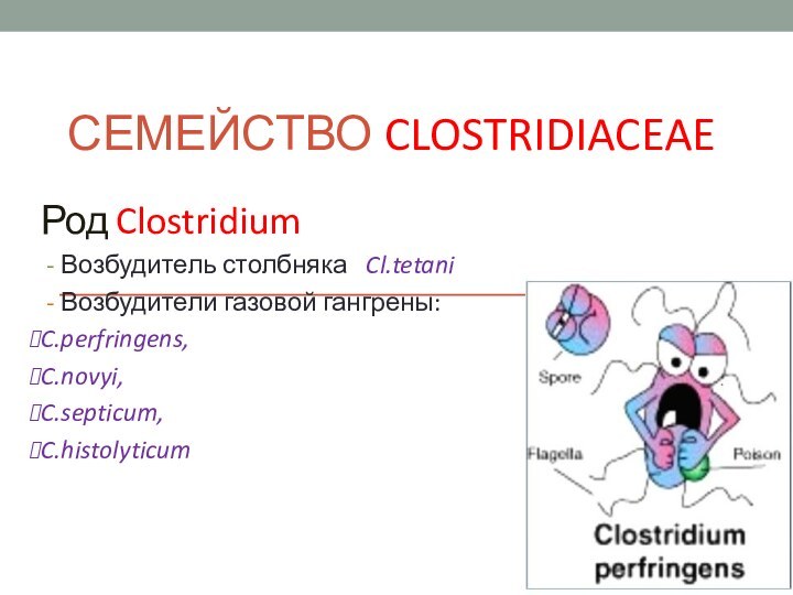 СЕМЕЙСТВО CLOSTRIDIACEAEРод Clostridium - Возбудитель столбняка  Cl.tetani - Возбудители газовой гангрены:C.perfringens, C.novyi, C.septicum, C.histolyticum