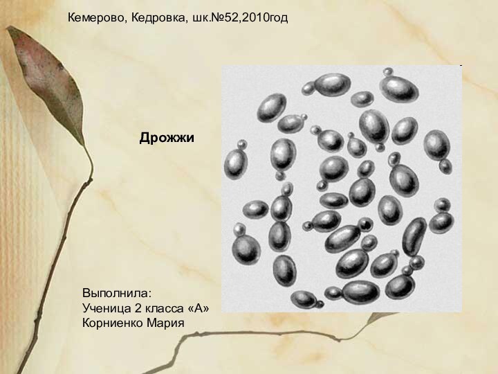 Кемерово, Кедровка, шк.№52,2010годВыполнила:Ученица 2 класса «А»Корниенко МарияДрожжи