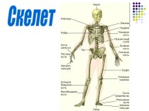 Скелет и суставы человека. (Часть 1)