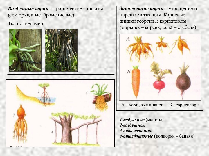 Запасающие корни – утолщение и паренхиматизация. Корневые шишки георгина; корнеплоды (морковь –