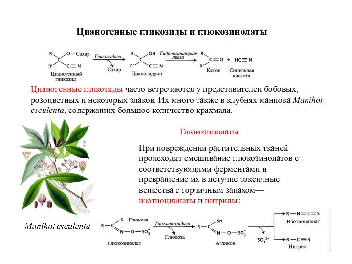 Цианогенные гликозиды часто встречаются у представителей бобовых, розоцветных и некоторых злаков. Их