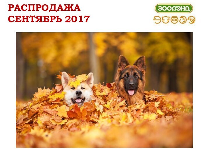 РАСПРОДАЖА СЕНТЯБРЬ 2017