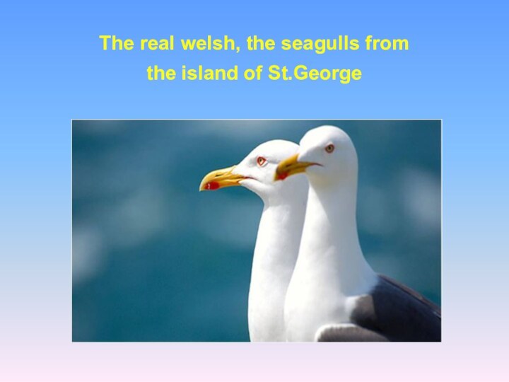 The real welsh, the seagulls from  the island of St.George