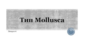 Тип Mollusca. Строение моллюсков