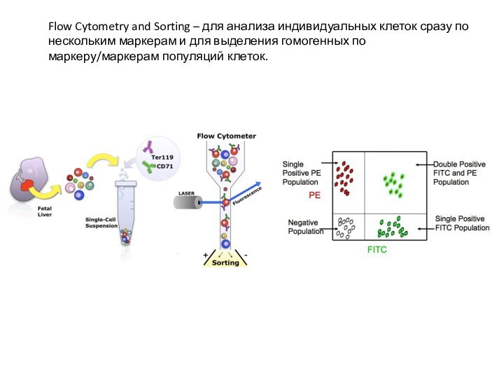 Flow Cytometry and Sorting – для анализа индивидуальных клеток сразу по нескольким