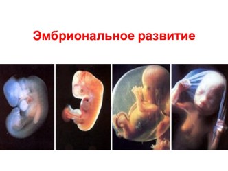 Эмбриональное развитие